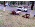 Советская,вырванное дерево,или после шторма.